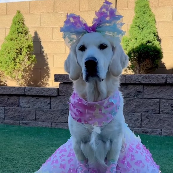 Meet your Posher, E - Picture 1 of 1